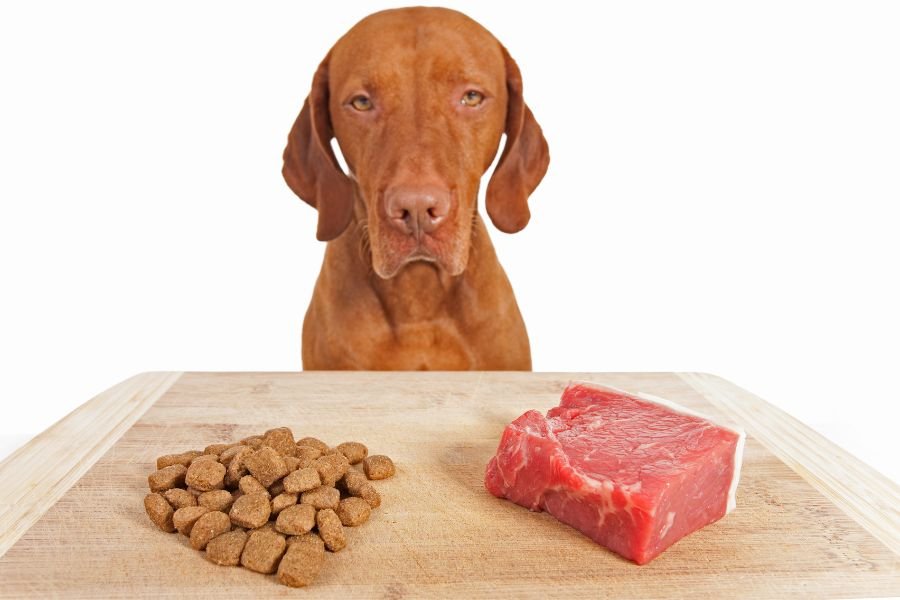 Raw Dog Food: The Best Choice for Weight Management